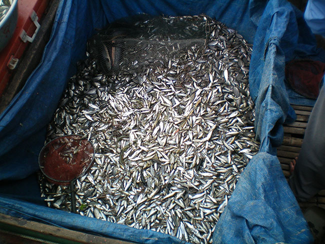 រូប​ភាព​បទល្មើសនេសាទ