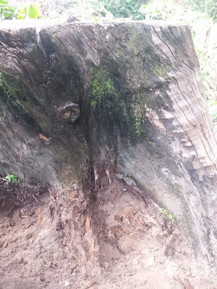 គល់ឈើរលួយដែលលោក​ លោក ស៊ីម ឈីវឈានពិសិដ្ឋ អោយគេកាត់