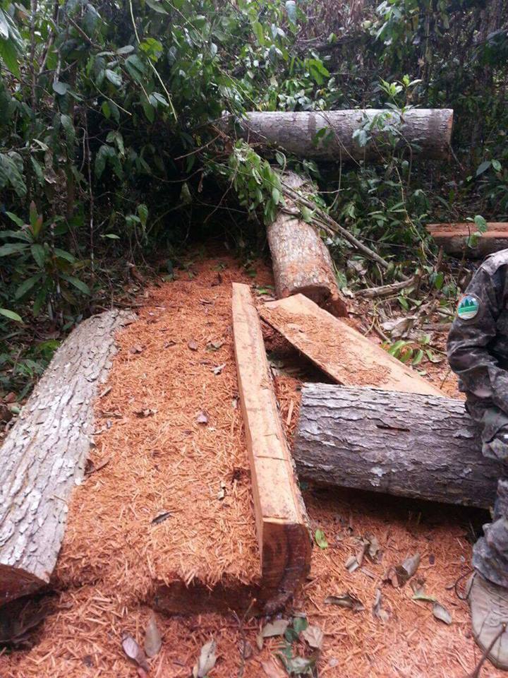 ឈើដែលក្រុម​ឈ្មួញលួចកាត់