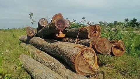 បទល្មើសកាប់ឈើប្រណិតតំបន់ក្រៅបាតអាងទំនប់វារីអគ្គិសនីសេសានក្រោម២កើតពេញបន្ទុកគ្មានអ្នកបង្ក្រាប