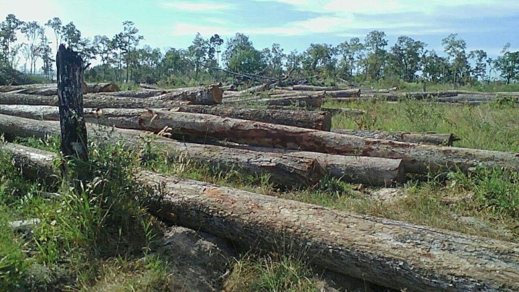 ឈើ​រាប់​ម៉ឺនដើម​ត្រូវ​បាន​កាប់​បំផ្លាញ