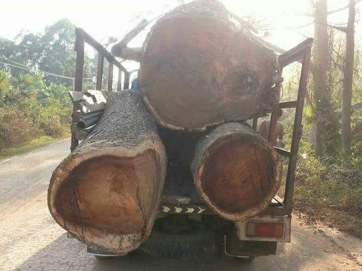 ឈើហ៊ុបធំៗកាត់ដឹក​អាជ្រៀកដឹក​ចេញ​លក់​ស្ទើគ្រប់​ខេត្តក្រុង