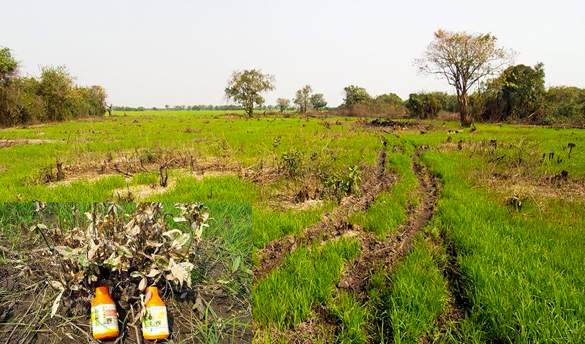 ដើមរាំងទឹកនិង​ដបថ្នាំ នៅ​តំ​បន់ព្រៃលិច​ទឹក ដែល​ពលរដ្ឋរាយការណ៍ថា លោកមេឃុំ ខាំលឿ ជាអ្នកកាប់បំផ្លាញ