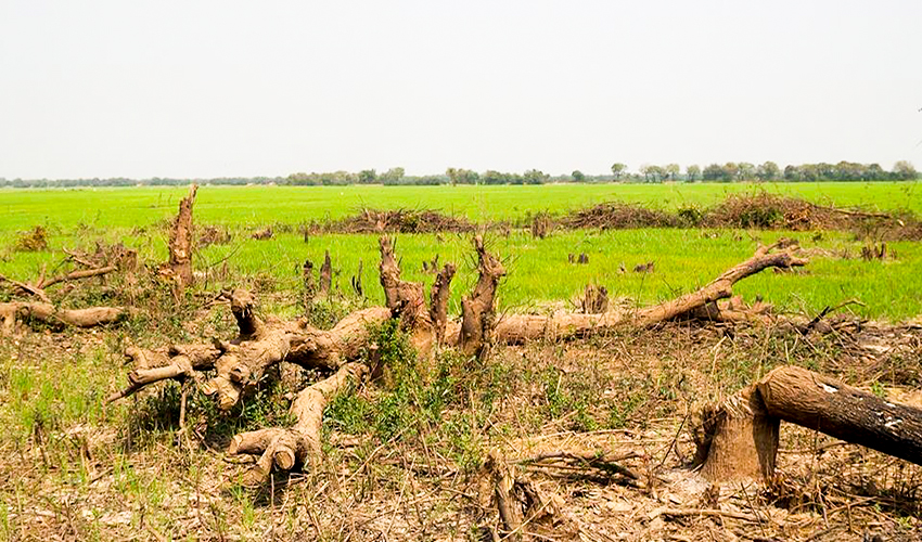 ដើមរាំងទឹកនៅ​តំ​បន់ព្រៃលិច​ទឹក ដែល​ពលរដ្ឋរាយការណ៍ថា លោកមេឃុំ ខាំលឿ ជាអ្នកកាប់បំផ្លាញ