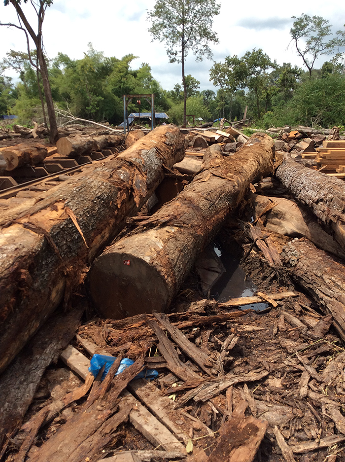 ឈើហ៊ុបដែល​ក្រុមហ៊ុន សំអឿនសុវណ្ណ និងឧកញ្ញា ឌីឌុក កំពុងអារជ្រៀក