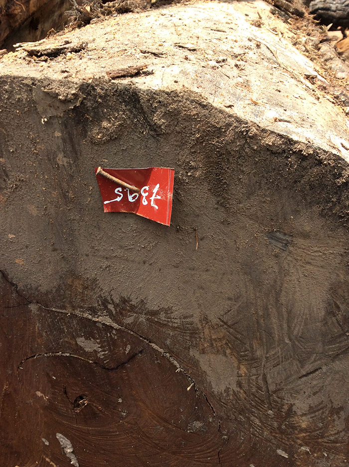 ឈើហ៊ុបដែល​ក្រុមហ៊ុន សំអឿនសុវណ្ណ និងឧកញ្ញា ឌីឌុក កំពុងអារជ្រៀក