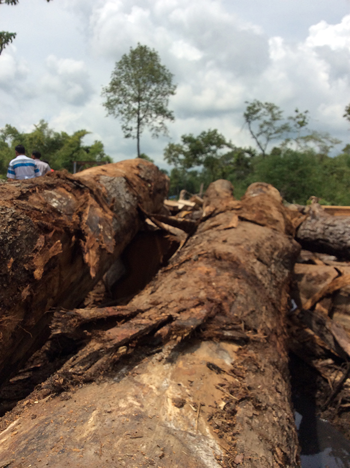 ឈើហ៊ុបដែល​ក្រុមហ៊ុន សំអឿនសុវណ្ណ និងឧកញ្ញា ឌីឌុក កំពុងអារជ្រៀក